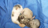 小猫成长记录(一)